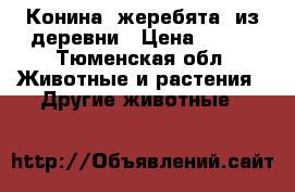 Конина (жеребята) из деревни › Цена ­ 280 - Тюменская обл. Животные и растения » Другие животные   